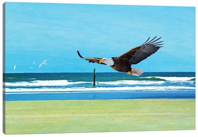 Bald Eagle At Cumberland Island Canvas Art Print - Laura D Young