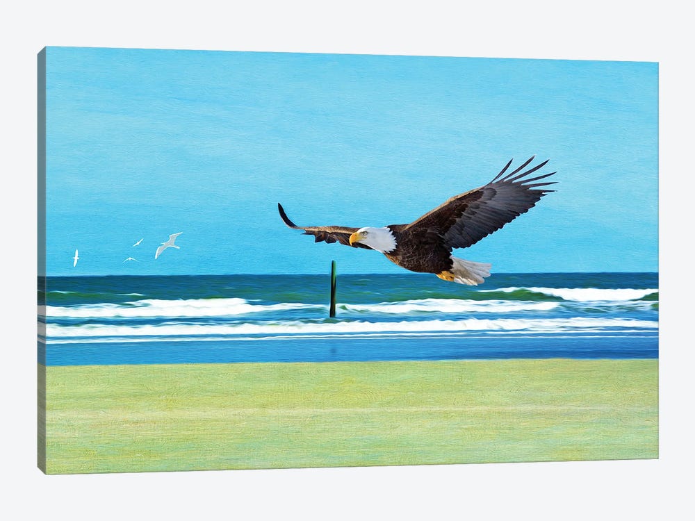 Bald Eagle At Cumberland Island by Laura D Young 1-piece Canvas Print