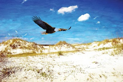 Eagle Soaring At Cumberland Island Dunes by Laura D Young framed wall art