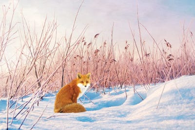 Red Fox In Winter Snow by Laura D Young art print
