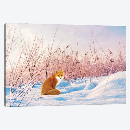 Red Fox In Winter Snow Canvas Print #LDY173} by Laura D Young Art Print
