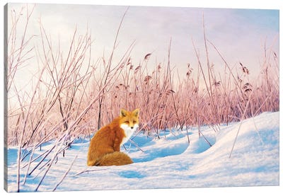 Red Fox In Winter Snow Canvas Art Print - Laura D Young