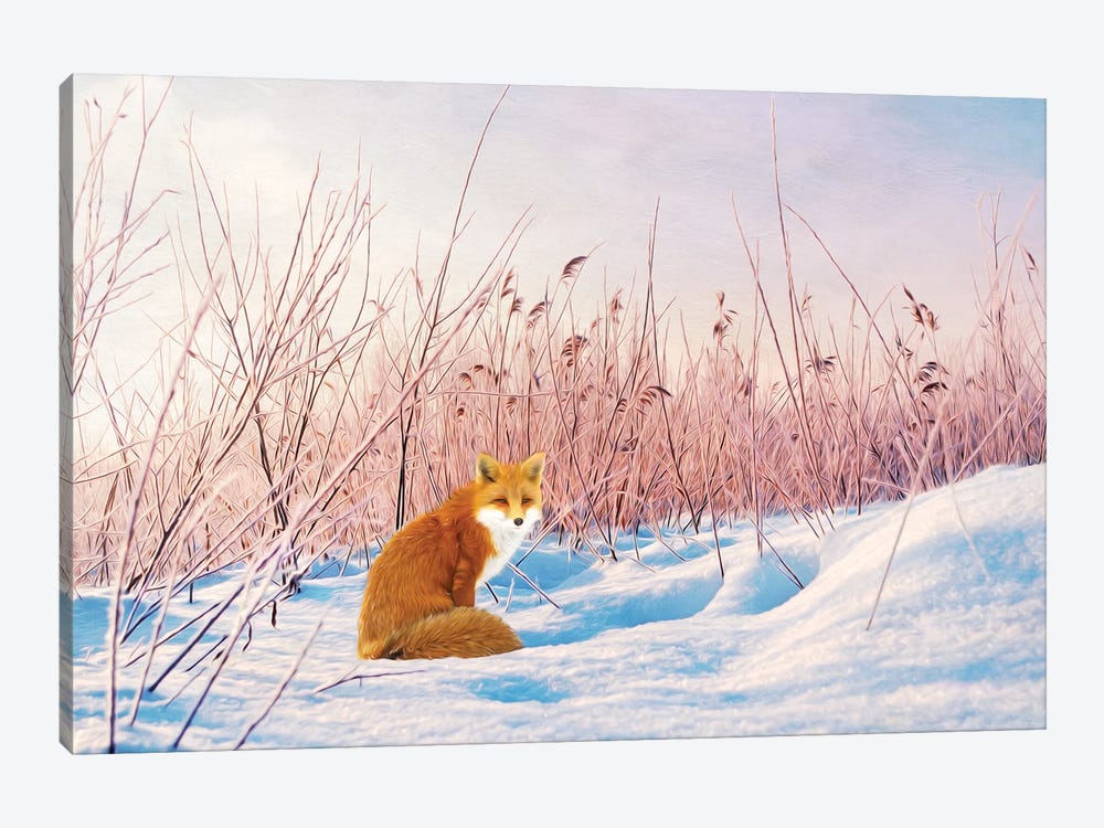 Red Fox In Winter Snow by Laura D Young 1-piece Art Print