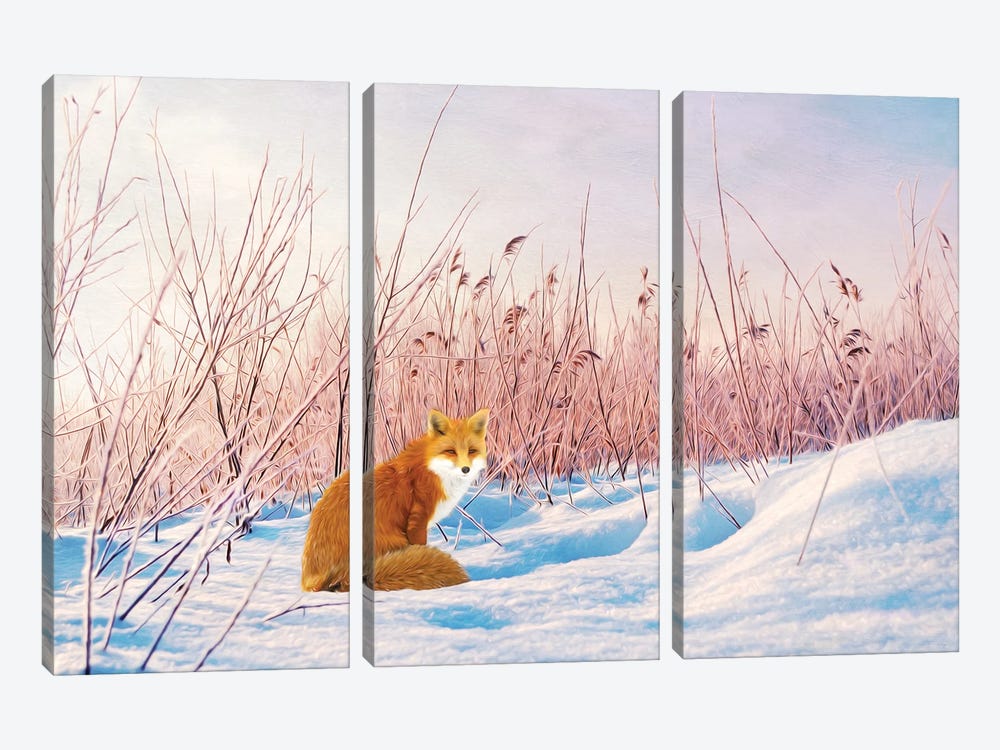 Red Fox In Winter Snow by Laura D Young 3-piece Art Print