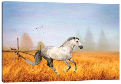 Gray Horse On A Gray Day Canvas Art Print - Laura D Young