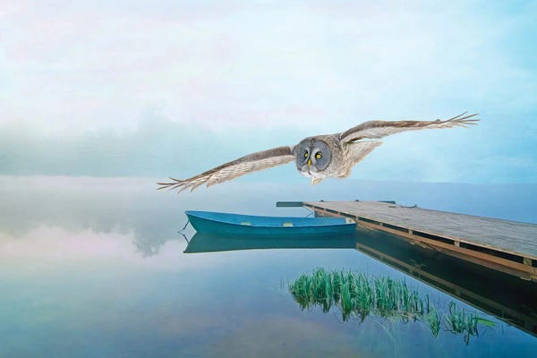 Laura D Young: Great Gray Owl In Flight Over Pond by Laura D Young