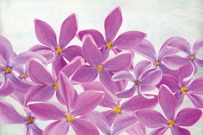 Lilac Flower Petals by Laura D Young art print