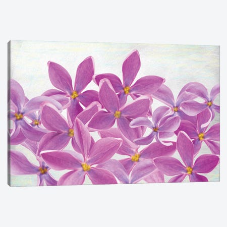 Lilac Flower Petals Canvas Print #LDY176} by Laura D Young Canvas Art