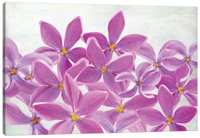 Lilac Flower Petals Canvas Art Print - Laura D Young