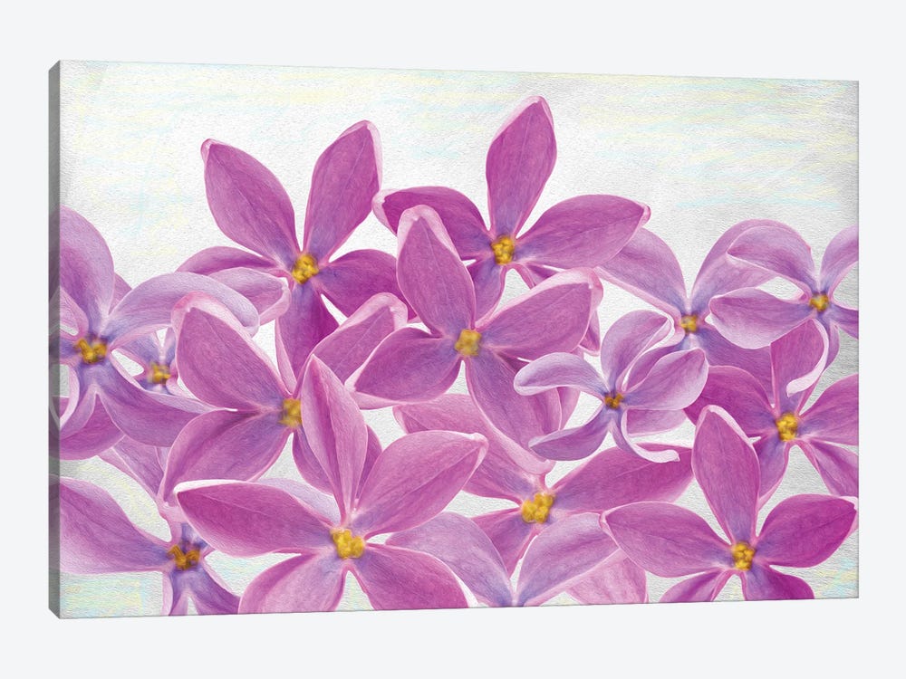 Lilac Flower Petals by Laura D Young 1-piece Canvas Wall Art