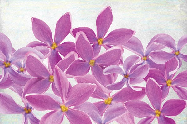 Laura D Young: Lilac Flower Petals by Laura D Young