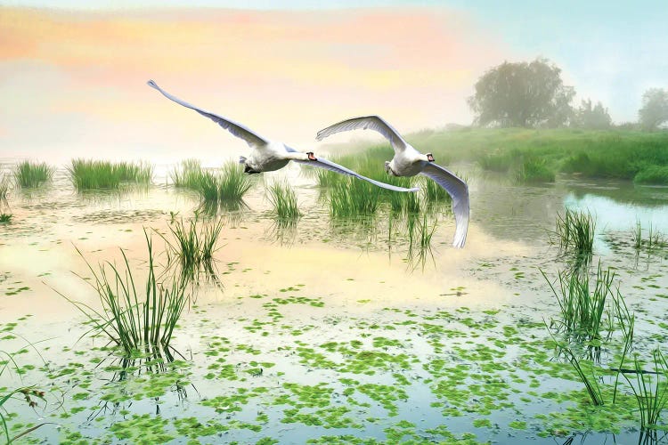 Mute Swans Soar Over Marshes