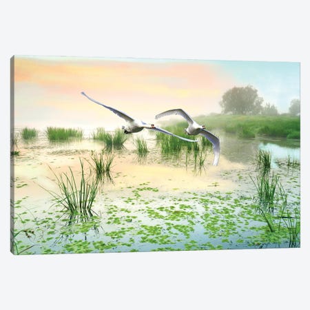 Mute Swans Soar Over Marshes Canvas Print #LDY177} by Laura D Young Canvas Wall Art