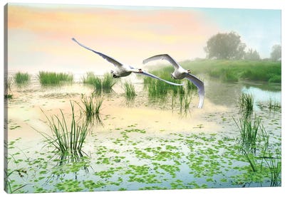 Mute Swans Soar Over Marshes Canvas Art Print - Marsh & Swamp Art