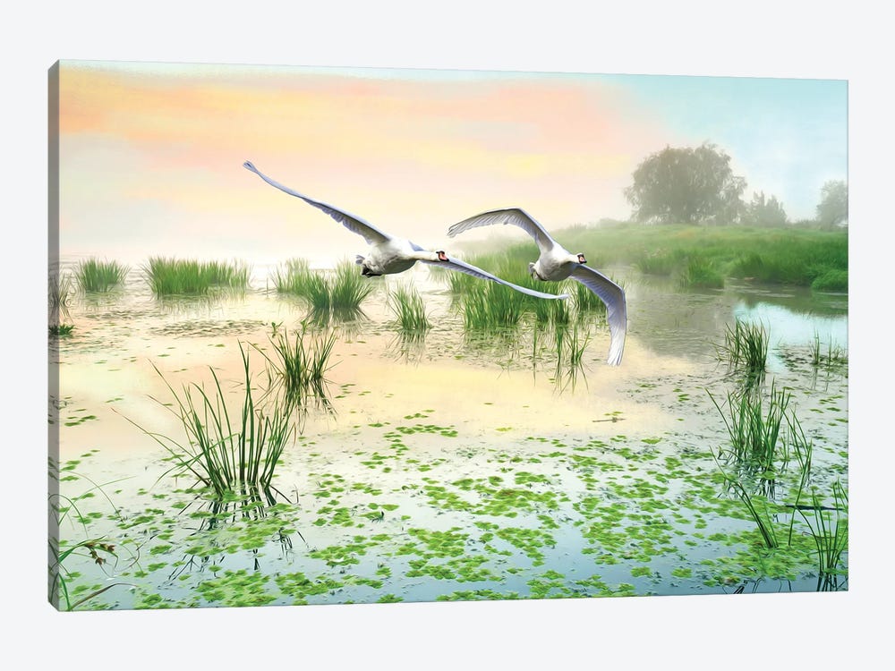 Mute Swans Soar Over Marshes by Laura D Young 1-piece Canvas Art Print