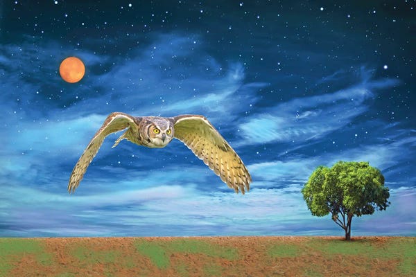 Laura D Young: Great Horned Owl At Night by Laura D Young