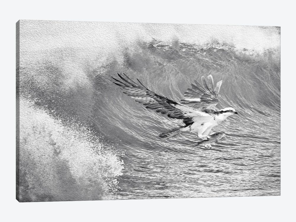 Osprey And The Catch Black & White by Laura D Young 1-piece Art Print