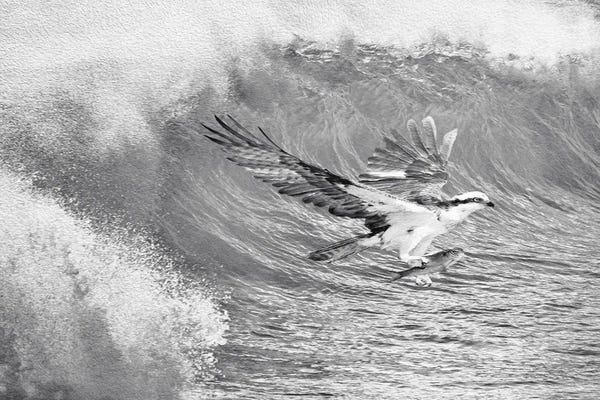 Laura D Young: Osprey And The Catch Black & White by Laura D Young
