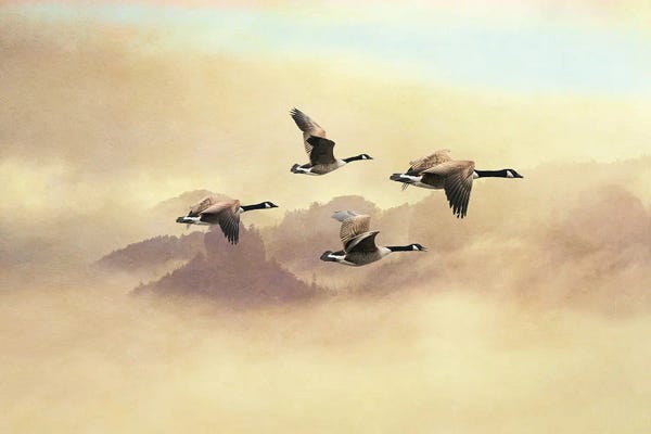 Mesmerizing Digital Artists: Canada Geese Migration Flight by Laura D Young
