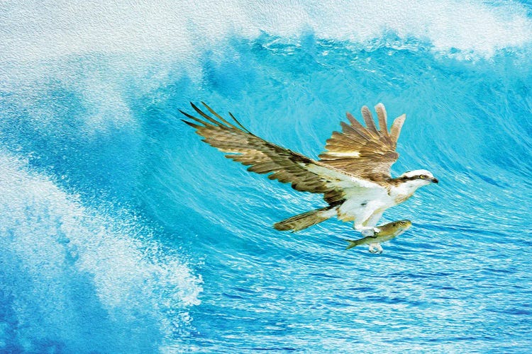 Osprey And The Ocean Catch by Laura D Young wall art