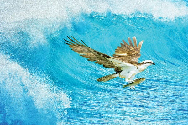 Mesmerizing Digital Artists: Osprey And The Ocean Catch by Laura D Young