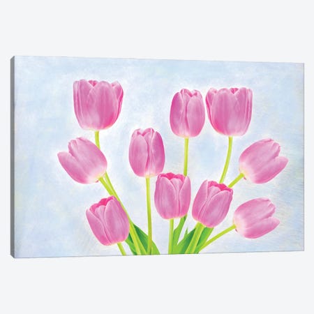 Pink Tulip Arrangement Canvas Print #LDY182} by Laura D Young Canvas Artwork