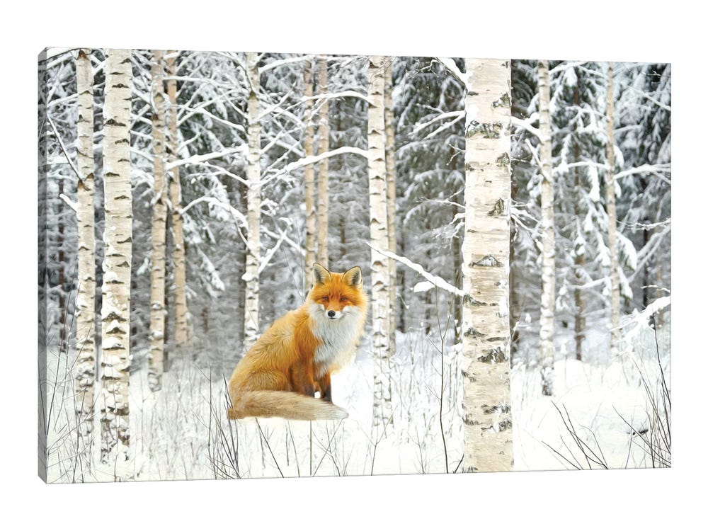 Free picture: fox, fur, forest, snow, wild animal, cold, winter