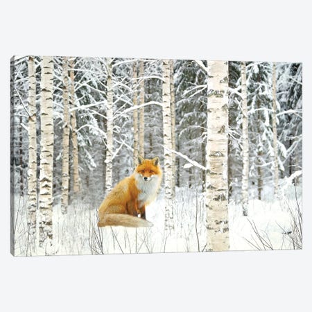 Red Fox And Winter Birch Trees Canvas Print #LDY183} by Laura D Young Canvas Wall Art
