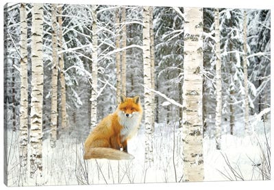 Red Fox And Winter Birch Trees Canvas Art Print - Fox Art