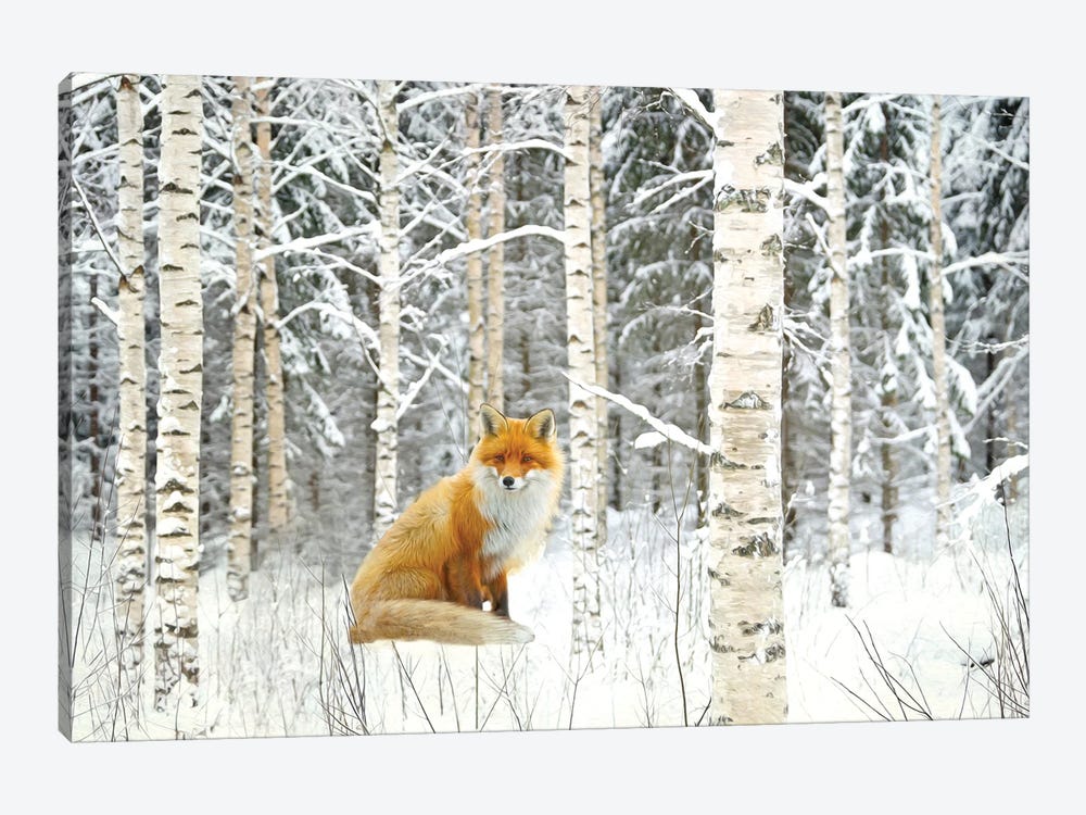 Red Fox And Winter Birch Trees by Laura D Young 1-piece Canvas Wall Art
