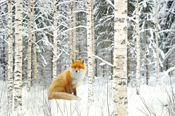 Laura D Young: Red Fox And Winter Birch Trees by Laura D Young