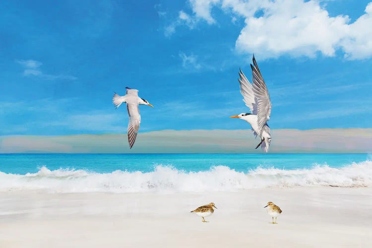 Frolicking Royal Terns by Laura D Young wall art