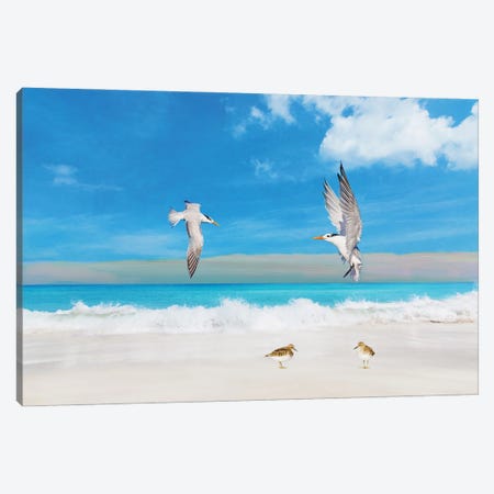 Frolicking Royal Terns Canvas Print #LDY184} by Laura D Young Canvas Art Print