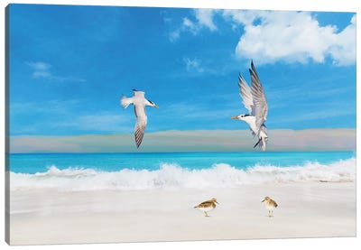Frolicking Royal Terns Canvas Art Print - Tern Art