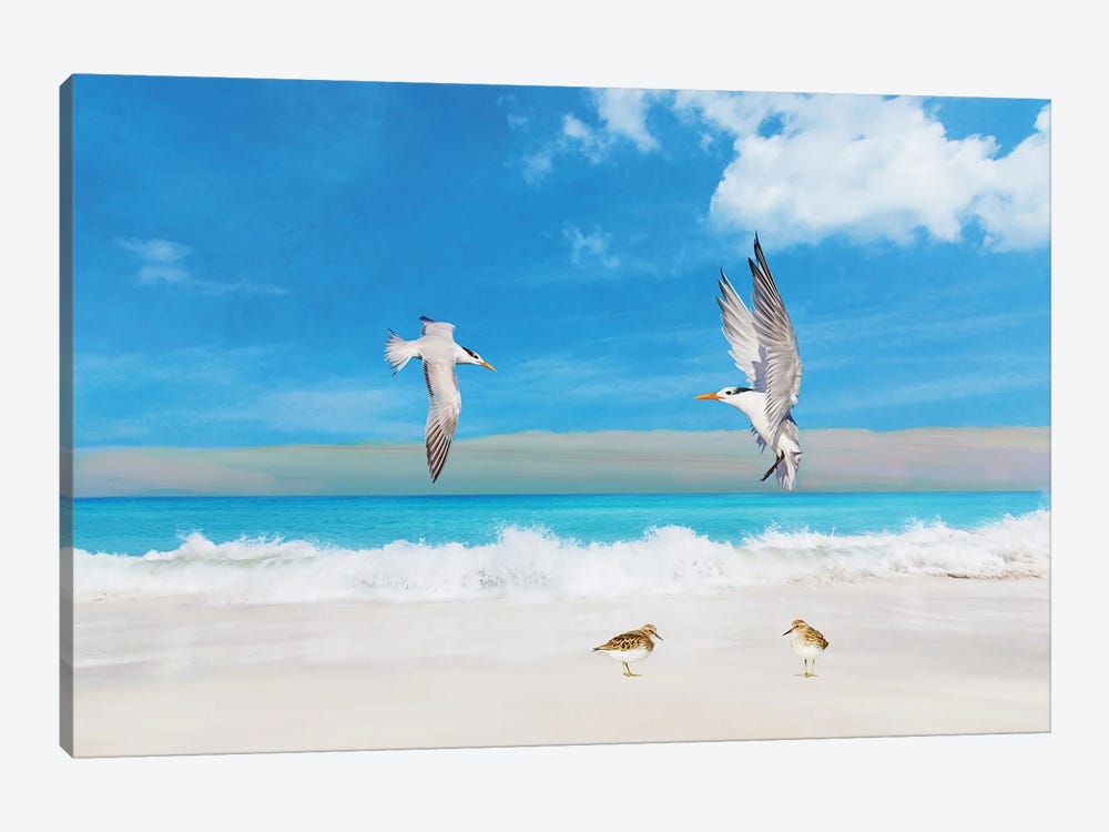 Frolicking Royal Terns by Laura D Young 1-piece Canvas Art Print