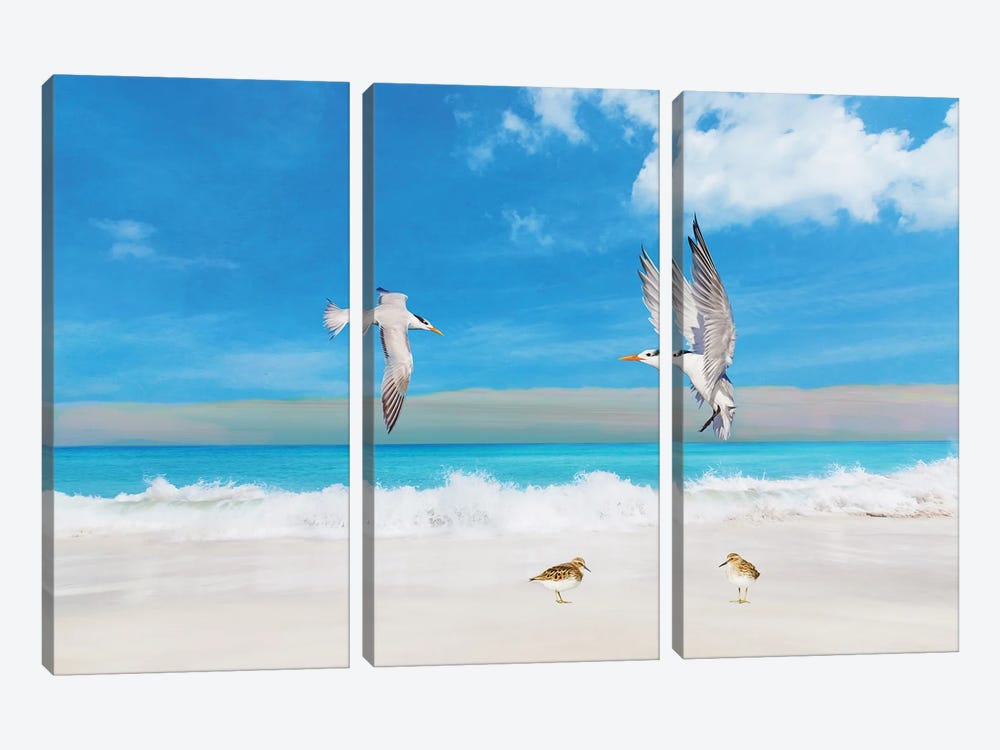 Frolicking Royal Terns by Laura D Young 3-piece Canvas Art Print