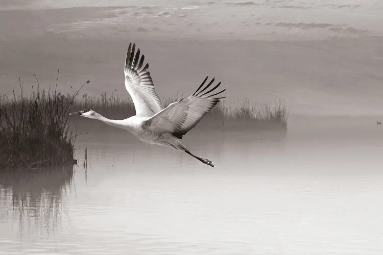 Sandhill Crane In Flight Black & White by Laura D Young wall art