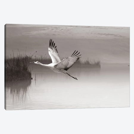 Sandhill Crane In Flight Black & White Canvas Print #LDY185} by Laura D Young Art Print
