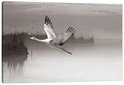 Sandhill Crane In Flight Black & White Canvas Art Print - Laura D Young