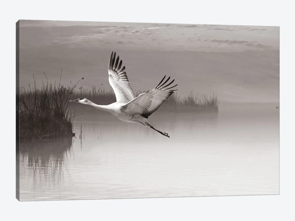 Sandhill Crane In Flight Black & White by Laura D Young 1-piece Canvas Wall Art