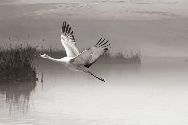 Sandhill Crane In Flight Black & White
