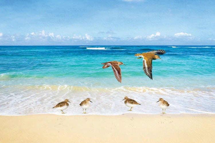 Sandpipers At Ocean Beach