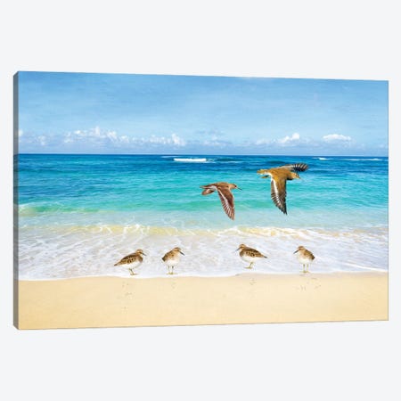 Sandpipers At Ocean Beach Canvas Print #LDY187} by Laura D Young Canvas Print