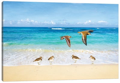 Sandpipers At Ocean Beach Canvas Art Print - Laura D Young