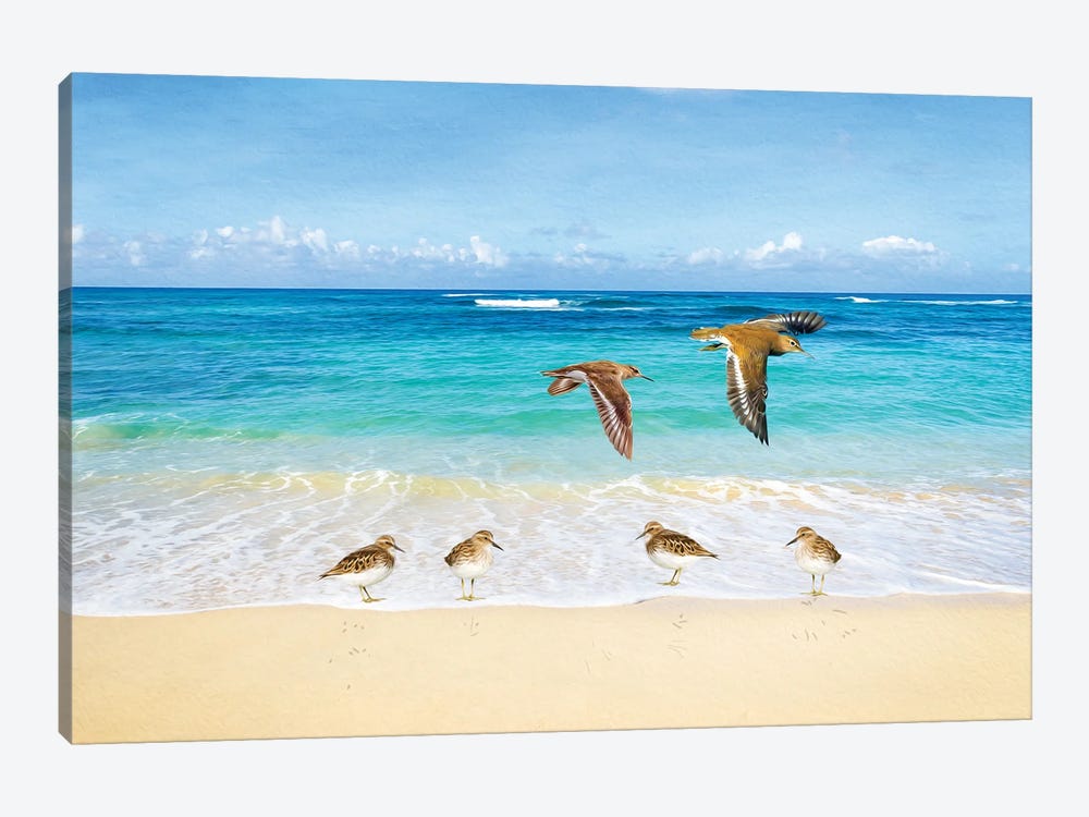 Sandpipers At Ocean Beach by Laura D Young 1-piece Canvas Wall Art