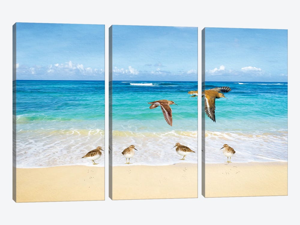 Sandpipers At Ocean Beach by Laura D Young 3-piece Canvas Wall Art