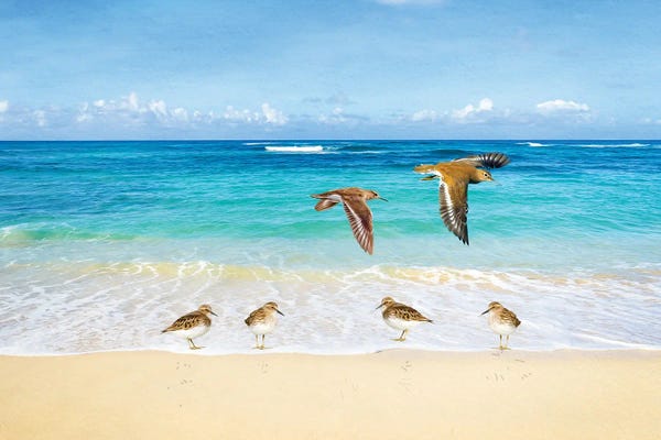 Sandpipers At Ocean Beach