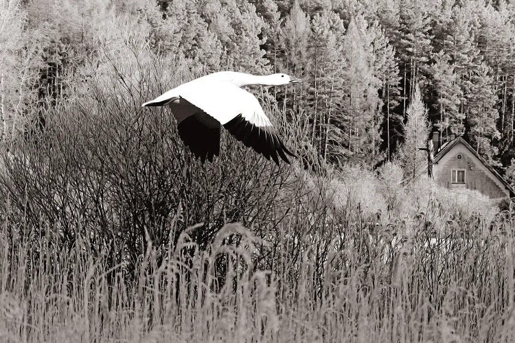 Snow Goose In Autumn Black & White