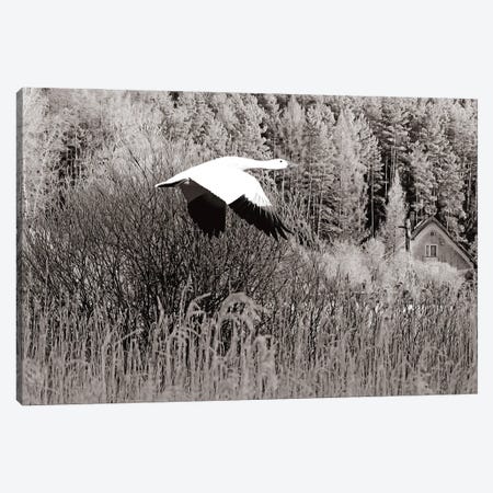 Snow Goose In Autumn Black & White Canvas Print #LDY188} by Laura D Young Canvas Artwork