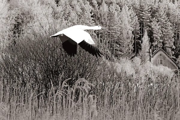 Laura D Young: Snow Goose In Autumn Black & White by Laura D Young